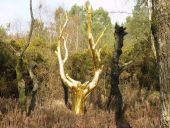 Punto de interés Paimpont - L'arbre d'or - Photo 1
