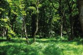 Point d'intérêt Baelen - 3 – Belles forêts feuillues - Photo 1