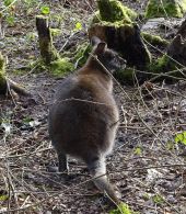Punto de interés Anhée - Kangourous-autruches - Photo 1