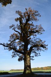 Point d'intérêt Mettet - Vieux chêne pédonculé - Photo 1
