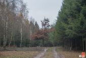 Punto de interés Vresse-sur-Semois - Chêne solitaire - Photo 1