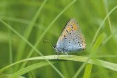 Point d'intérêt Florenville - 3 - Papillon rare - Photo 1