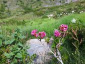 Punto de interés Abriès-Ristolas - Rhododendron ferrugineux - Photo 1