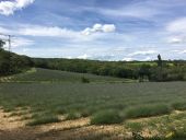 POI Saint-Marcel-d'Ardèche - champ de lavandes - Photo 1