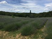 Point d'intérêt Saint-Marcel-d'Ardèche - lavandes et demi tour - Photo 1