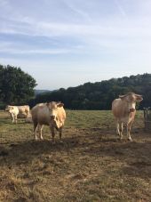 Point d'intérêt La Bastide-Clairence - blondes d'aquitaine  - Photo 1