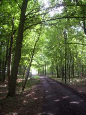 Point d'intérêt Havelange - Le bois de Rémont - Photo 1