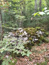 Point d'intérêt Bélesta - petit tumulus ?  - Photo 1