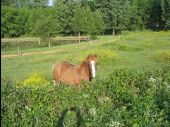 POI Saint-Étienne-du-Bois - Un cheval au bord de son étang - Photo 1