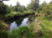 Point d'intérêt Fontainebleau - mare aux sangliers - Photo 1