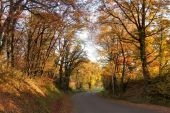 Punto di interesse Lombez - Forêt fin d'automne - Photo 1