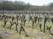 Point d'intérêt Saint-Étienne-du-Bois - La vigne sur les cailloutis - Photo 1