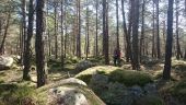 Point d'intérêt Fontainebleau - 05 - Une forêt de bosses moussues - Photo 1