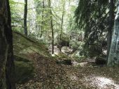 Point d'intérêt Salvan - forêt remarquable sauvage - Photo 1