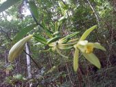 Point d'intérêt Sainte-Luce - La fleur de la Vanille qui est une Épiphyte - Photo 1
