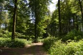 Point d'intérêt Libramont-Chevigny - En pleine forêt - Photo 1