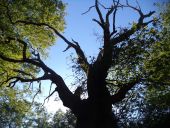 Point d'intérêt Grosrouvre - Chêne grand veneur - Photo 1
