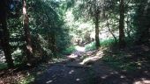 Point d'intérêt Borée - 09 - Le sentier Sud est lui aussi garni de troncs contre le ravinement - Photo 1