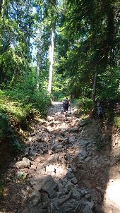 Point d'intérêt Tence - 04 - Dans le Bois des Beaudors,... - Photo 1