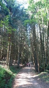 Point d'intérêt Le Chambon-sur-Lignon - 07 - Que nous sommes tout petits parmi ces grands arbres - Photo 1