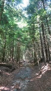 Punto de interés Le Chambon-sur-Lignon - 09 - A nouveau sous les grands arbres - Photo 1