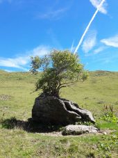POI Vaujany - arbuste sur un rocher - Photo 1