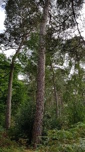 Point d'intérêt Fontainebleau - Pin - Photo 1