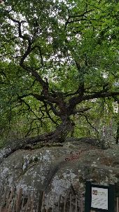 Point d'intérêt Fontainebleau - Chêne Bonzaï  - Photo 1