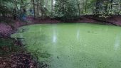 Point d'intérêt Fontainebleau - 01 - Belle petite mare toute verte de lentilles - Photo 1