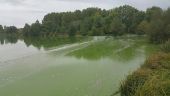 Point d'intérêt Mézières-en-Drouais - Point 6 les plumes sur les Algues  - Photo 1