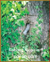 Point d'intérêt Le Petit-Fougeray - Robinet recouvert par un arbre - Photo 1