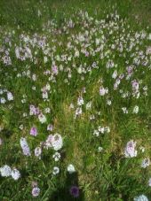 Punto de interés Combrit - un champ d'orchidées  - Photo 1