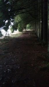 Point of interest Malmedy - Follow the trees - Photo 1