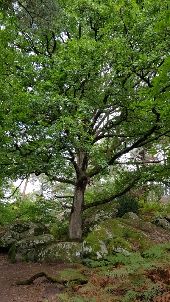 Point d'intérêt Fontainebleau - U_Chêne  - Photo 1