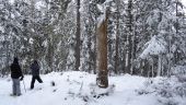 POI Corrençon-en-Vercors - tronc  d'arbre mort - Photo 1