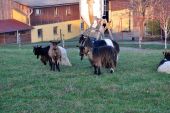 Punto di interesse Nordheim - Les chèvres de la fermes du Sonnenberg - Photo 1