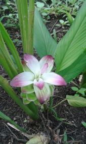 Point d'intérêt Mtsamboro - Fleur de gingembre Point 11 - Photo 1