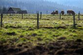 POI Nassogne - Free range farming (pigs) - Photo 1