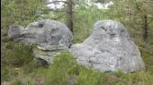 Punto de interés Fontainebleau - 18 - Un dromadaire fossilisé - Photo 1
