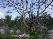 Point d'intérêt Fontainebleau - 06 - Un bel arbre mort, témoin d'un incendie . Est-il toujours debout ? - Photo 1