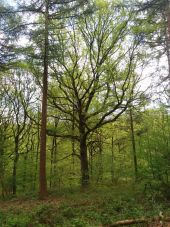 Point d'intérêt Esneux - chêne remarquable - Photo 1