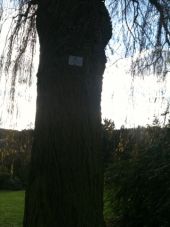 Point d'intérêt Rouen - arbre - Photo 1