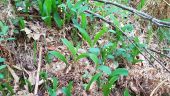 POI Saint-Léger-en-Yvelines - Muguet sauvage - Photo 1