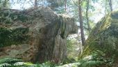 Point d'intérêt Fontainebleau - 29 - Un gros toutou vu de dos - Photo 1