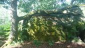 Point of interest Fontainebleau - 02 - Ahhh, que ça fait du bien de reposer sa branche ! - Photo 1