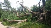 Point d'intérêt Fontainebleau - 30 - Pauvre chêne, il est mort, sniff - Photo 1