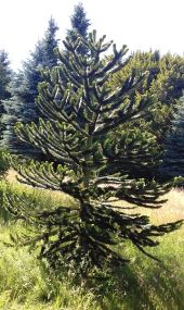 Punto di interesse Arcon - Araucaria du Chili - Photo 1