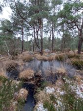 Point d'intérêt Fontainebleau - Mare aux canards  - Photo 1