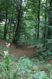 Point d'intérêt Étalle - Dent de Chien à Buzenol - Photo 11