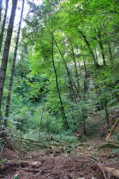 Punto di interesse Virton - Carrière et grotte du Châtelet - Photo 8